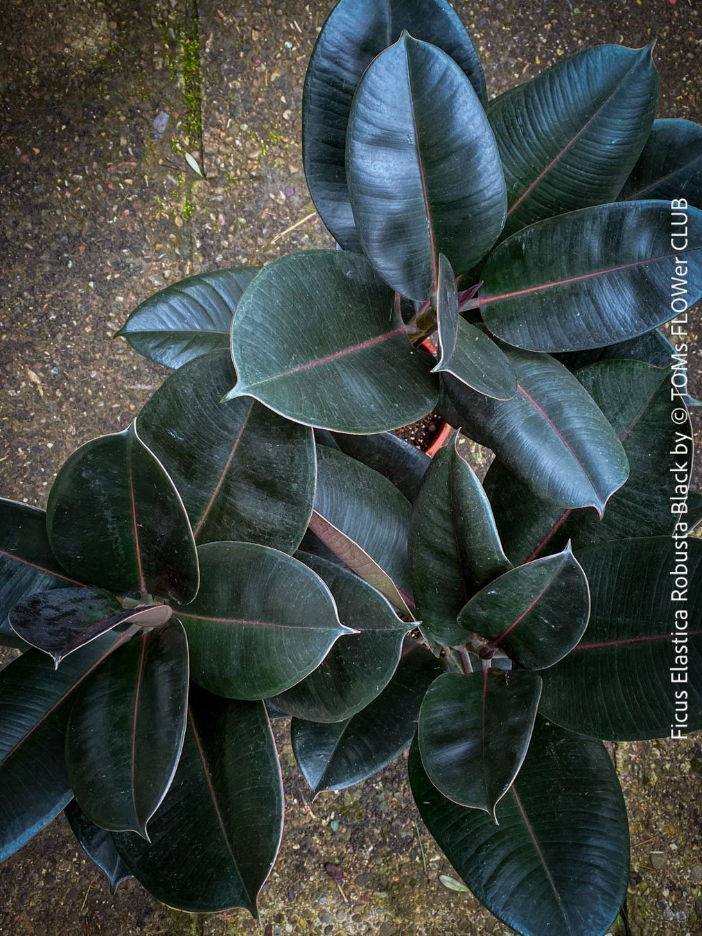 Piante & sementi: Ficus Elastica Robusta Black - "Gothic" schwarzer Gummibaum – Nuovo e nell'imballaggio originale da Adliswil venduto da astom369 8