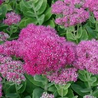 Fette Henne Brillant SEDUM