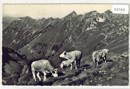 Brienzer Rothorn - Rinder-Herde