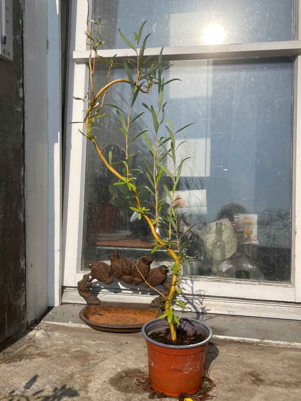 Plantes & graines: Korkenzieher Weide im Topf einjährig und gesund – D'occasion à Nidau par Beritundpan