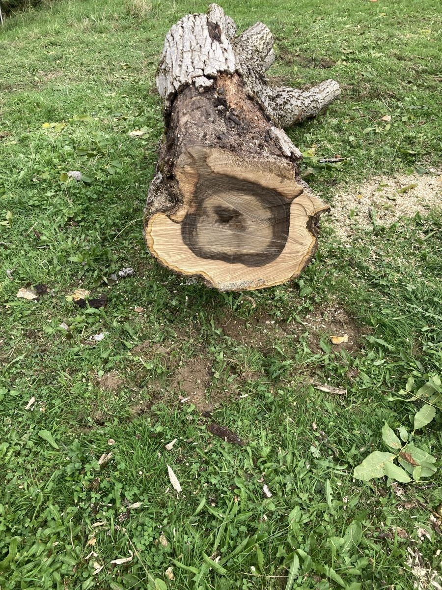 Articoli in legno: Nussbaum/ Walnuss Stamm – Usato da Wetzikon ZH venduto da Rescanv6 1