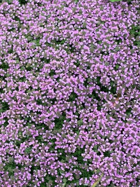 Thymian Thymus serphyllum "Coccineus" Pflanze Bodendecker Kaufen auf