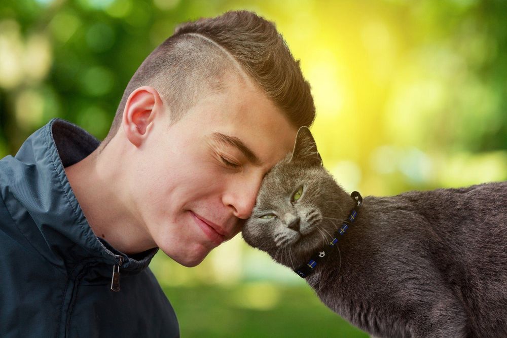 Katzenhalsband FanCat S, UEFA Frauen-Fussball-EM 2025 5