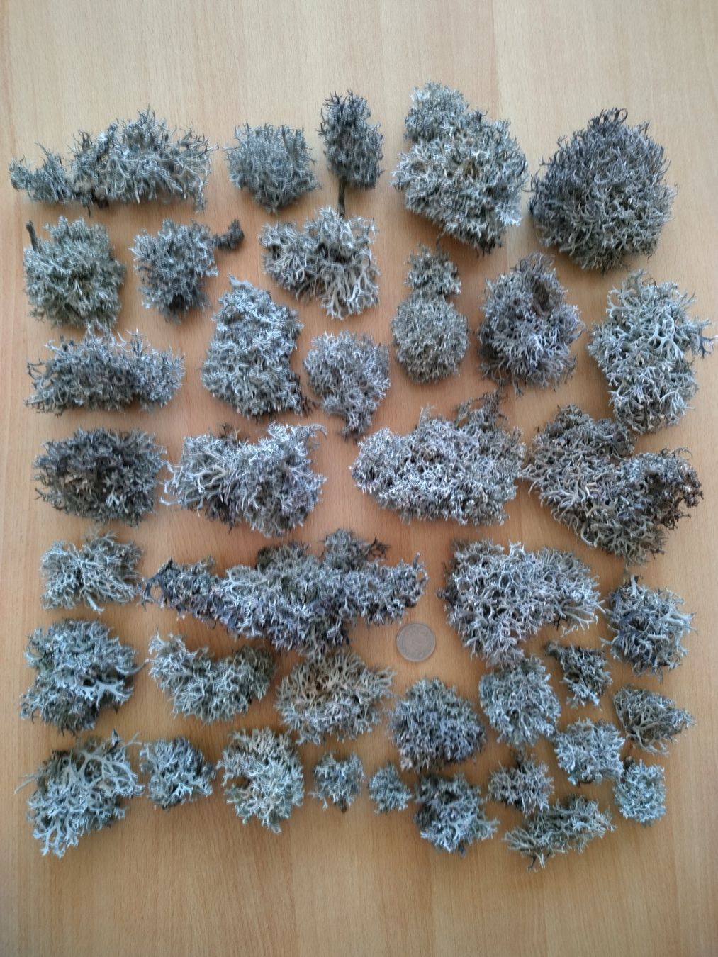 Piante & sementi: Rentierflechte, echte Flechte, Islandmoos, Baummoos - 100g – Nuovo (secondo la descrizione) da Jona venduto da Argus36