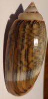 BESTE FARBEN- SEHR SCHÖNE ANCILLA ACUMINATA, MUSCHEL-45.7 MM
