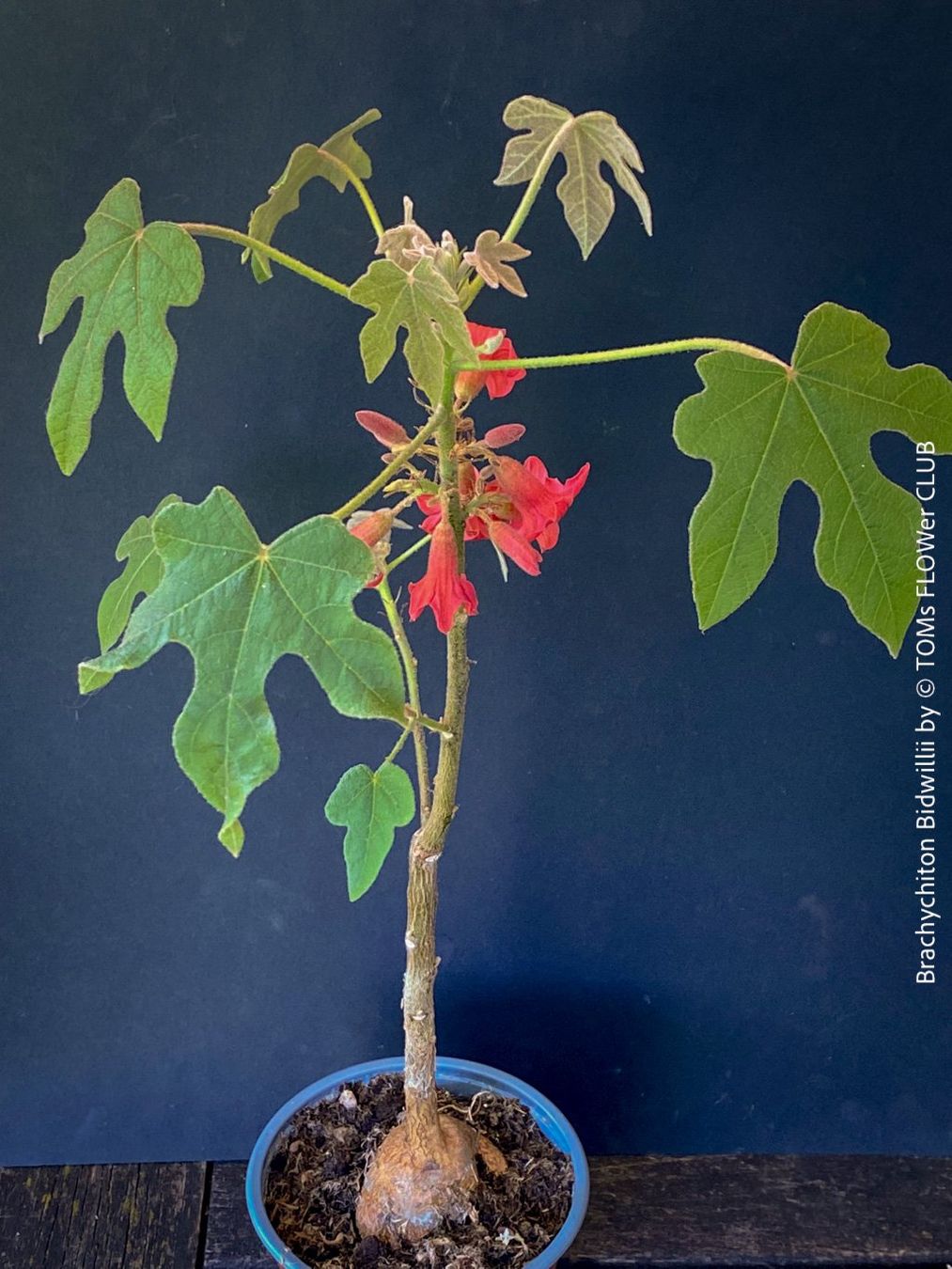 Plantes & graines: Brachychiton Bidwillii - australischer Flaschenbaum – Neuf avec emballage d'origine à Adliswil par astom369 1