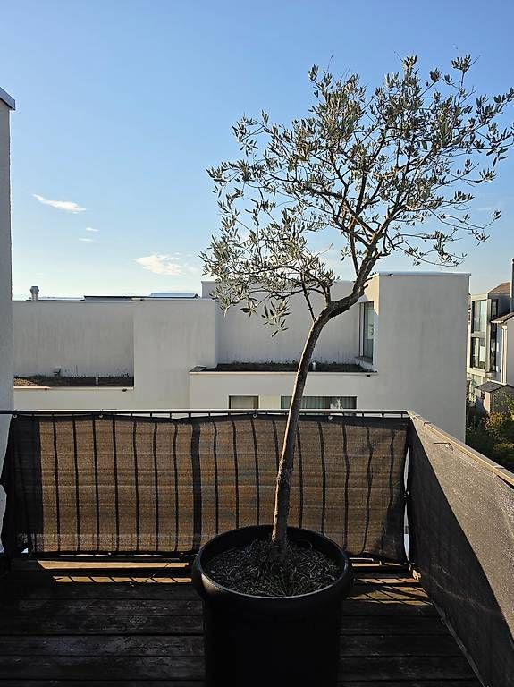 Plantes & graines: Grosser Olivenbaum im Topf – D'occasion à Knonau par La_Fabienne 3