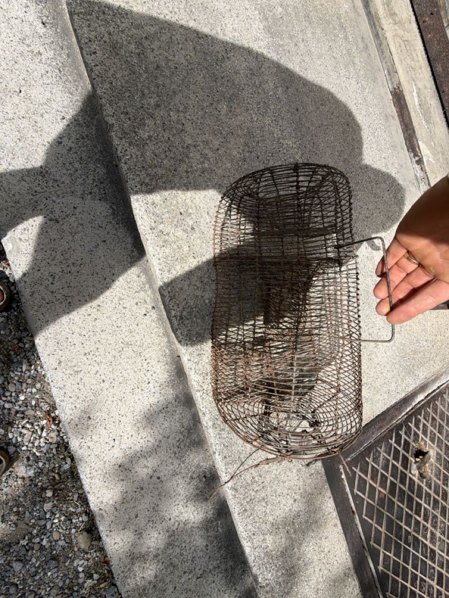Canne da pesca: Antike Fischreuse Drahtkorb alt Vintage Korb Rustikal – Usato da Laupen ZH venduto da atmagym