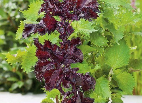 Piante & sementi: Shiso, Perilla, japanische Minze / 10 Samen – Nuovo (secondo la descrizione) da Hinteregg venduto da ERFOLG78