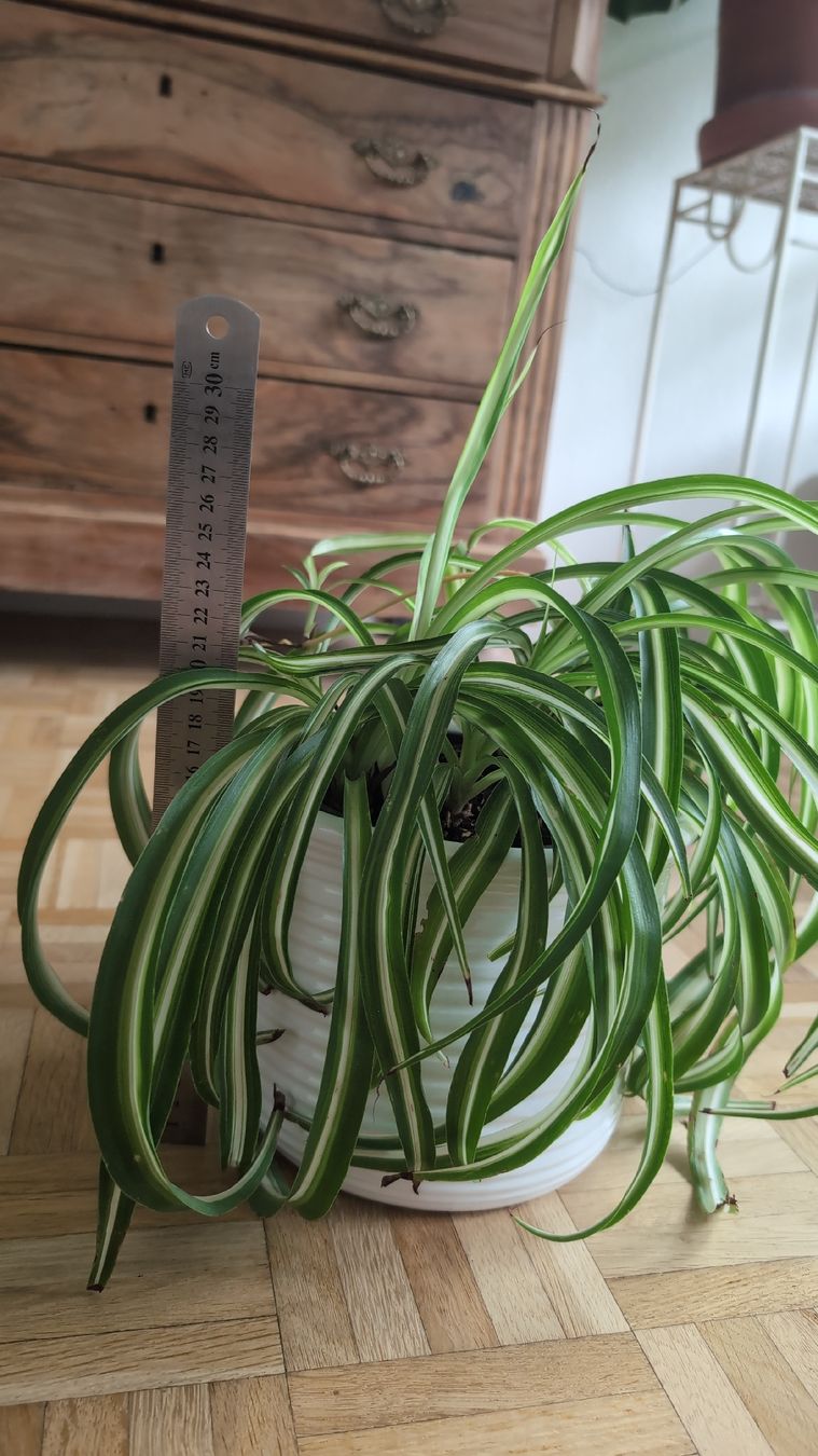 Plantes & graines: Spider Plant – D'occasion à Wallisellen par ali_x62p 2
