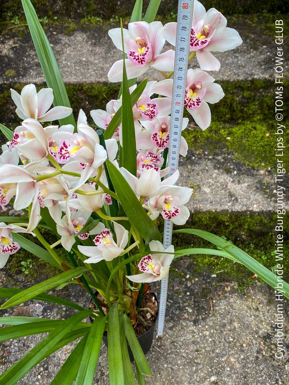Piante & sementi: Cymbidium Hybride White Burgundy Tiger Lips – Nuovo e nell'imballaggio originale da Adliswil venduto da asTOMas963 4