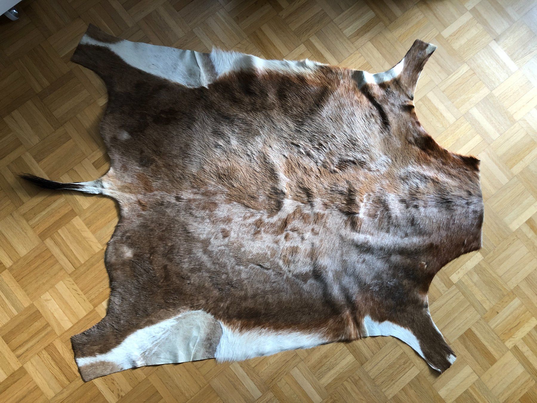 Il mondo degli animali: Blessbock-Fell – Usato da Zürich venduto da BeyTYGURUM 1