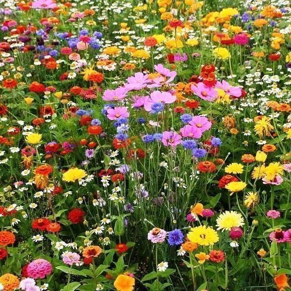 500 graines de fleurs Fleur de chrysanthème arc-en-ciel Graines de