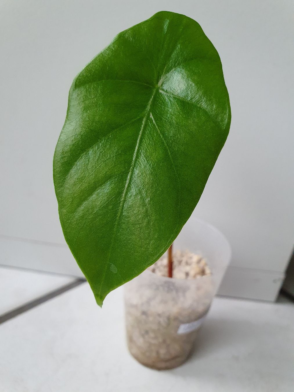 Pflanzen & Samen: Alocasia Clypeolata – Gebraucht aus Erlinsbach SO von Lea030