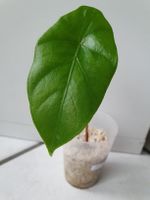 Alocasia Clypeolata