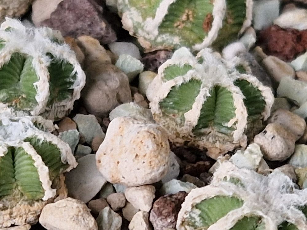 Aztekium Hintonii PP 222 2017 Aussaat (Gebraucht) in Schlieren für CHF ...