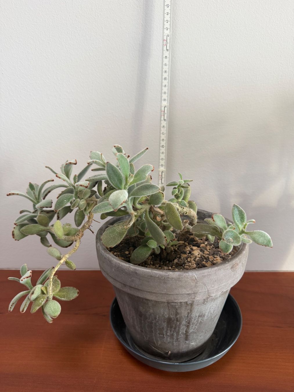 Piante & sementi: Kalanchoe Tomentosa -  Succulent im Topf – Usato da Weggis venduto da agabara77 7