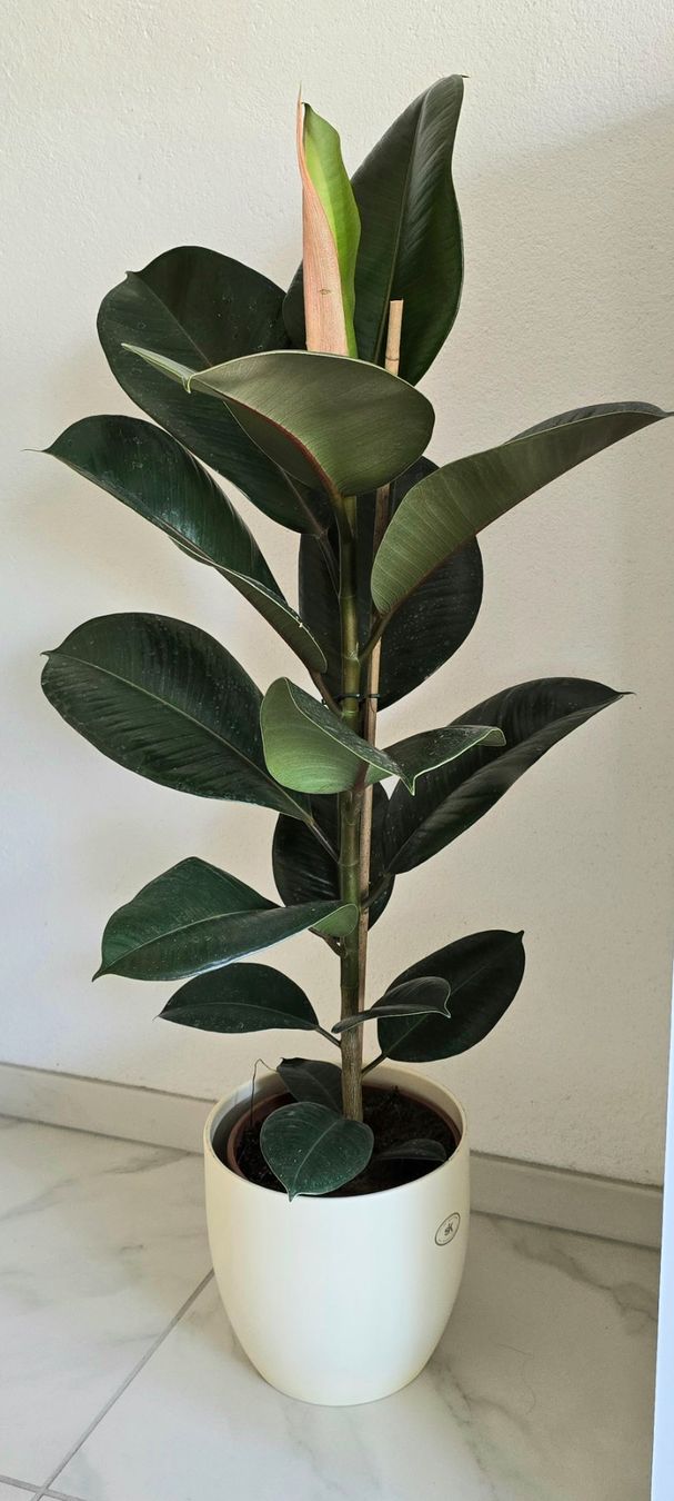 Piante & sementi: Gummibaum Ficus elastica – Nuovo (secondo la descrizione) da Aarburg venduto da Glitzerzauber 4