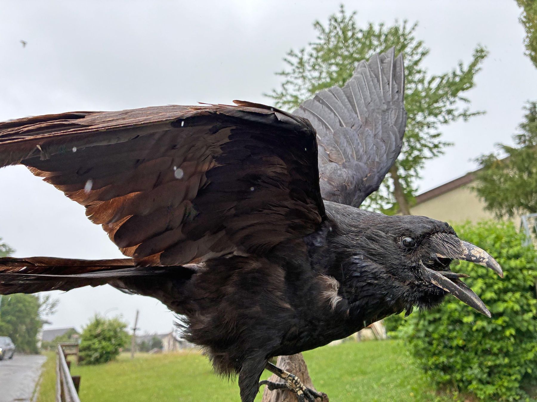 Il mondo degli animali: Alter Rabe – Usato da Bäretswil venduto da robsonantik 3
