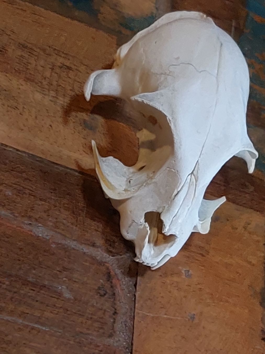 Tutte le decorazioni: Katzen- /Luchs-Schädel, Deko Knochen Präparation – Usato da Winterthur venduto da Belzarek 1