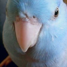 Profile image of Plata