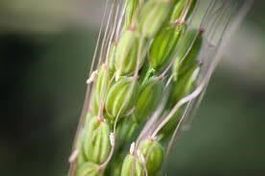 Riz Russe Duborskian RARE  15g