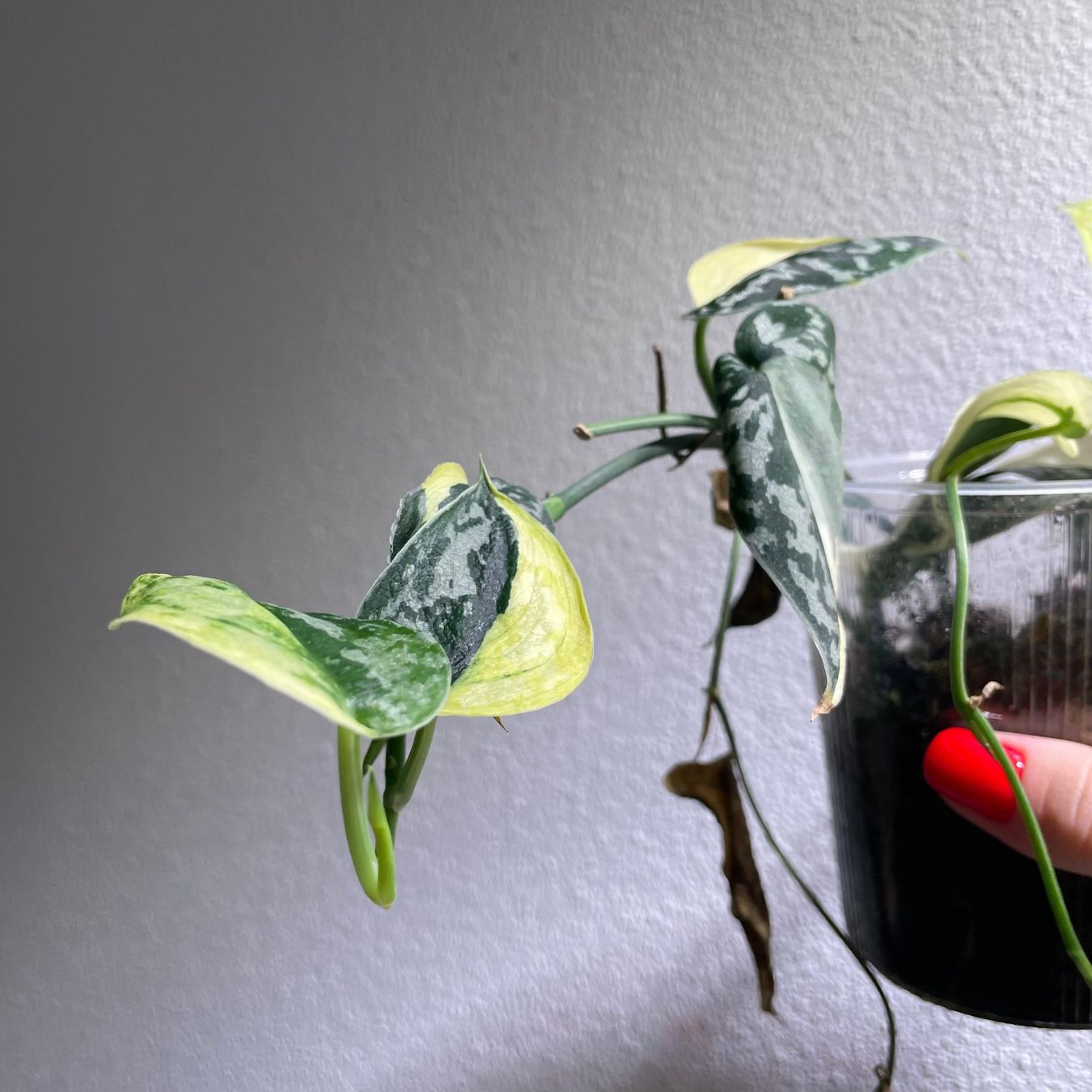 Pflanzen & Samen: Scindapsus Mayari variegata – Gebraucht aus Suhr von Planted.by.two 1