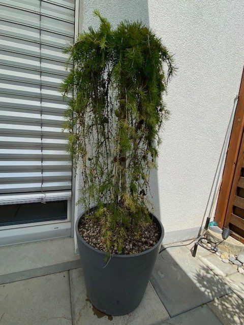 Piante & sementi: Japanische Hänge-Lärche im Topf – Usato da Wiesendangen venduto da EnricaL 4