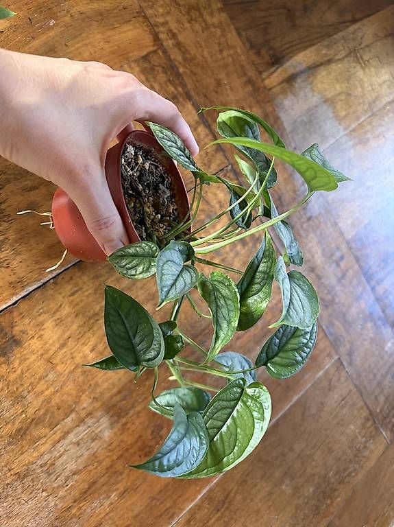Pflanzen & Samen: Monstera Siltepecana – Gebraucht aus Winterthur von monaG11 3