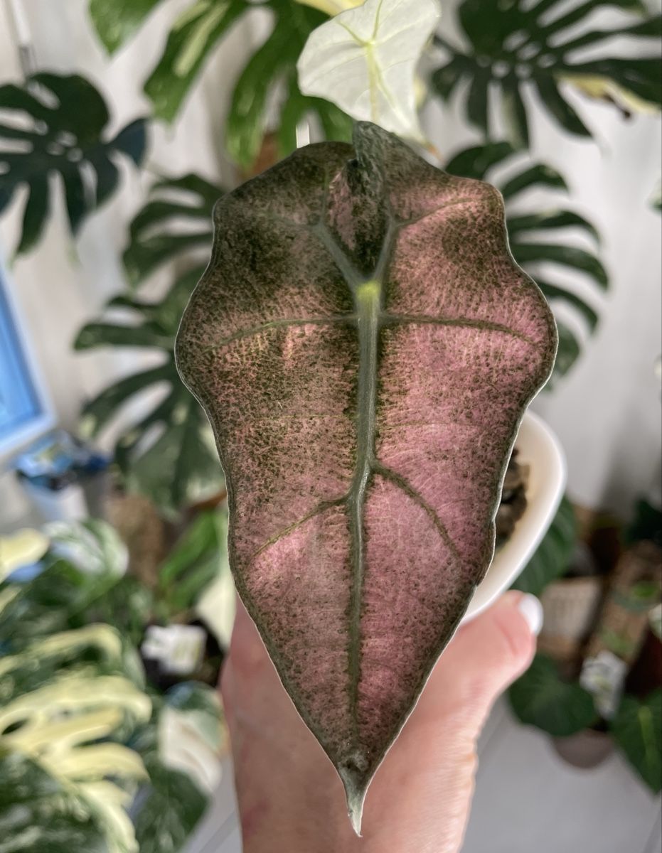 Pflanzen & Samen: Alocasia Polly Mint Pink Variegata – Neu (gemäss Beschreibung) aus Watt von anics.plants 1