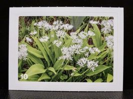 MIGROS MANIA Nature Detectives Nr. 10