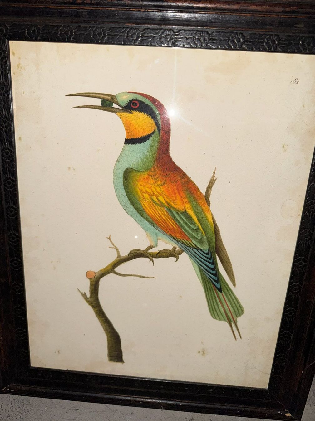 Poster & Bilder: Antiker Vogelillustration geschnitzten Holzrahmen – Gebraucht aus Küsnacht ZH von monika2404