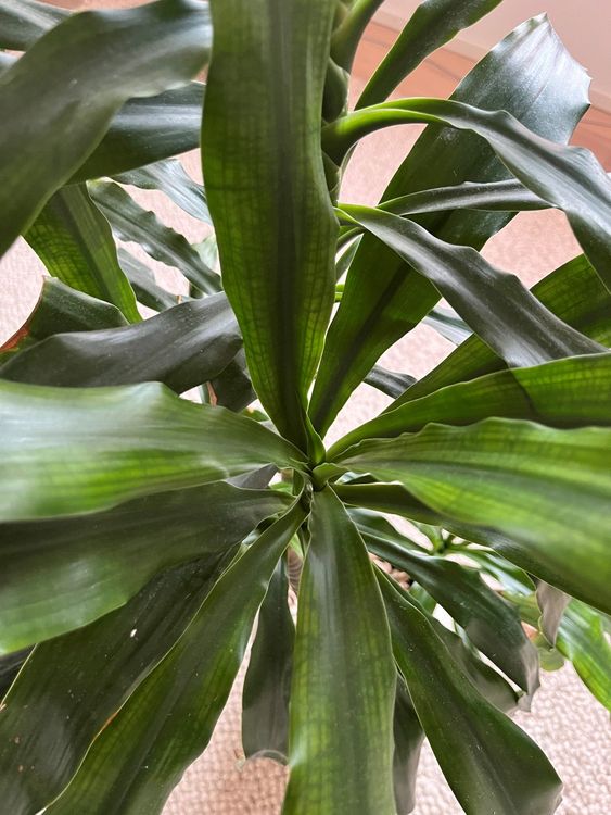 Dracaena fragrans (Duftender Drachenbaum), in Hydrokultur Kaufen auf