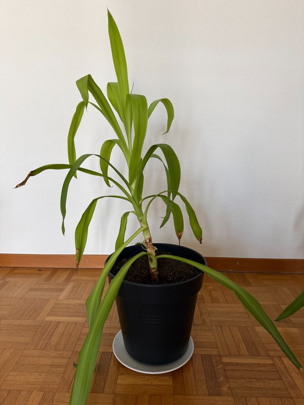 Pflanzen & Samen: Dracaena plant 76cm – Gebraucht aus Zürich von mei_wvq7 1