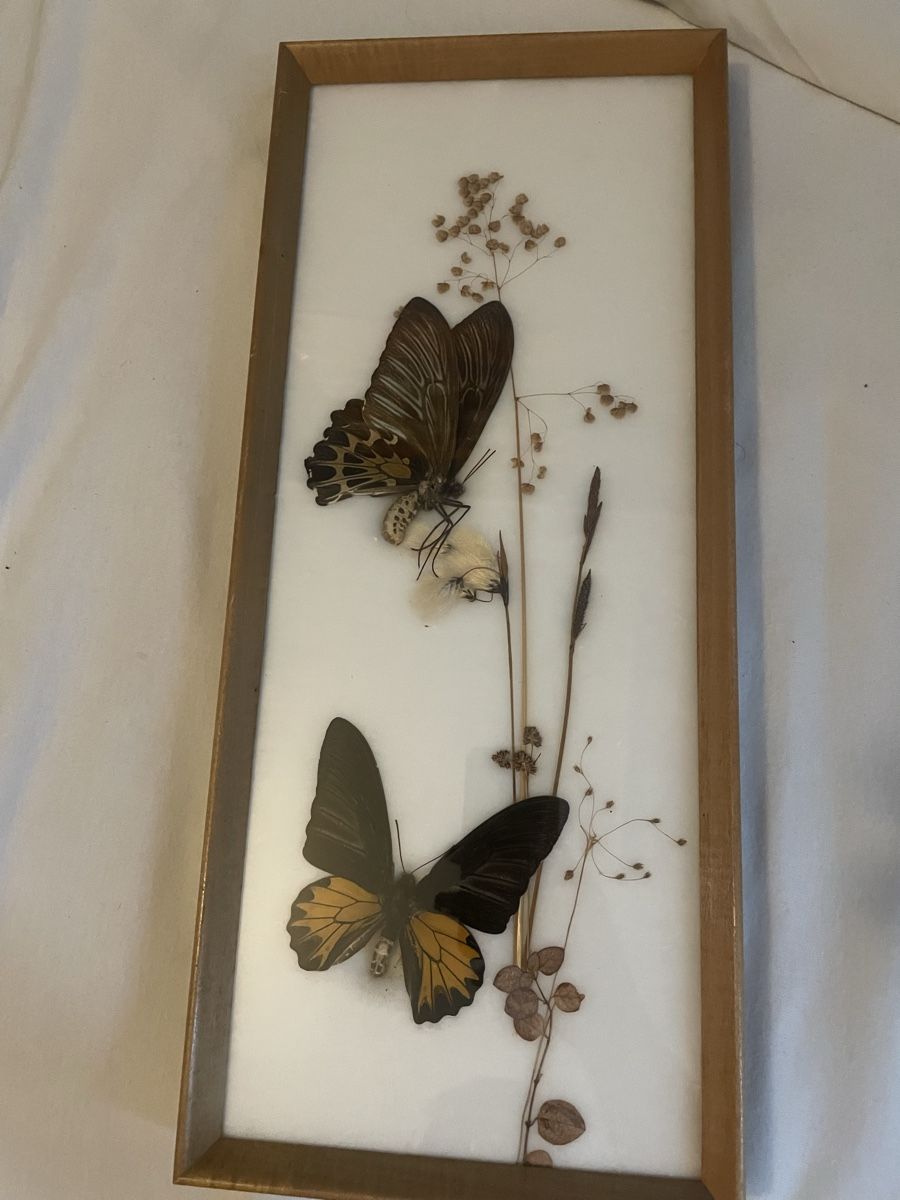 Il mondo degli animali: Schmetterlinge im Rahmen, Ornithoptera aeacus Indien. – Usato da Zürich venduto da yas_alam