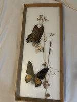 Schmetterlinge im Rahmen, Ornithoptera aeacus Indien.