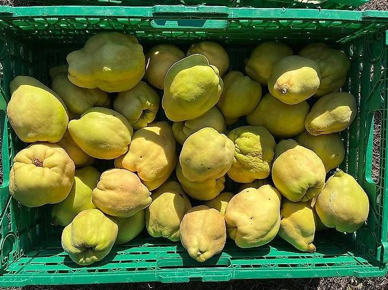 Cibi & Specialità: Schöne grosse Quitten ungespritzt – Nuovo (secondo la descrizione) da Rüedisbach venduto da Onlinemarkt 3