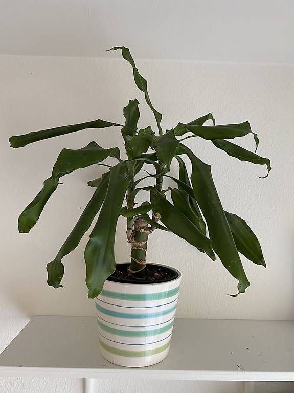 Piante & sementi: Duftender Drachenbaum – Usato da Glattbrugg venduto da Dvora123 1