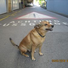 Profile image of Polpak
