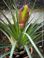 Tillandsia Flavobracteata - robuste Luftpflanze für Dich