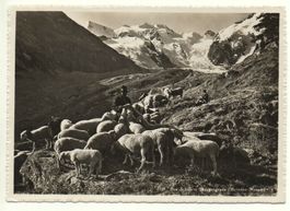 Morgengruss PONTRESINA Hirte mit Schafen, Bernina-Massiv