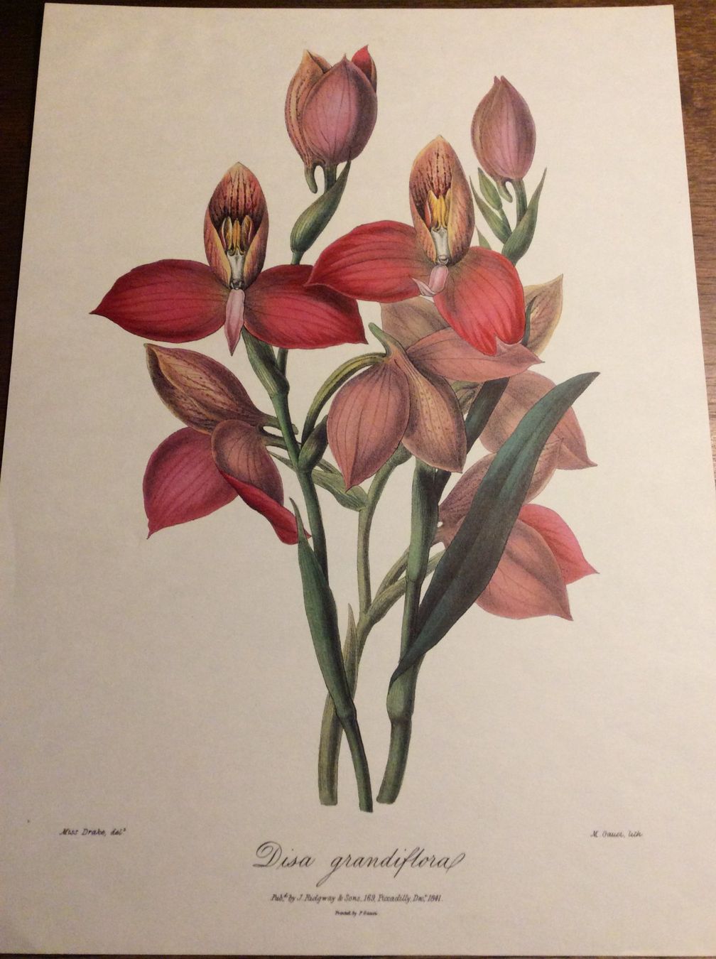 Grafica & Litografie: Planche - Histoire Naturelle , Botanique – Usato da Genève venduto da edelweiss1900 2