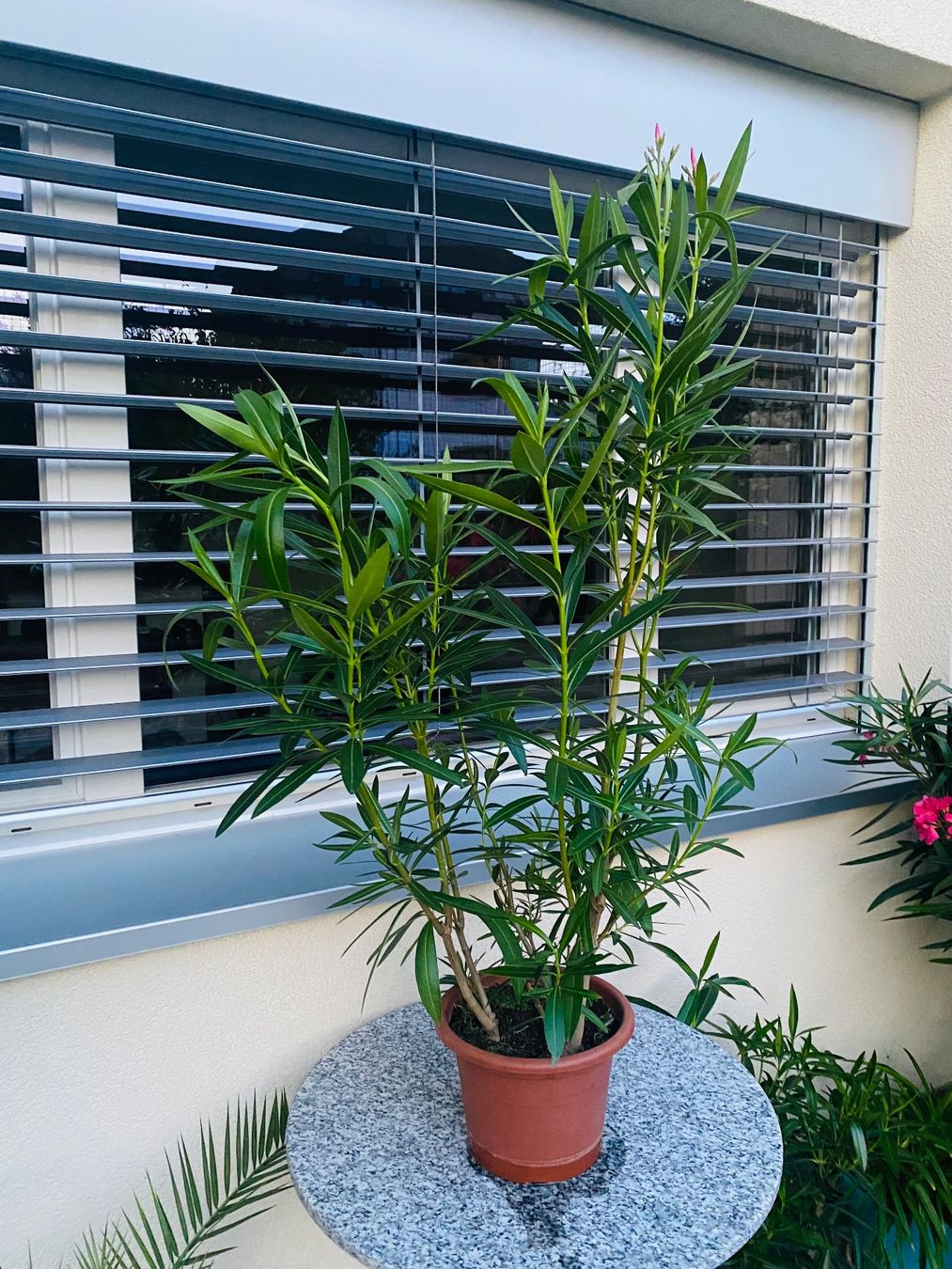 Plantes & graines: Oleander rosa, Höhe 120 cm – Neuf (Voir description) à Alchenflüh par smart- 1