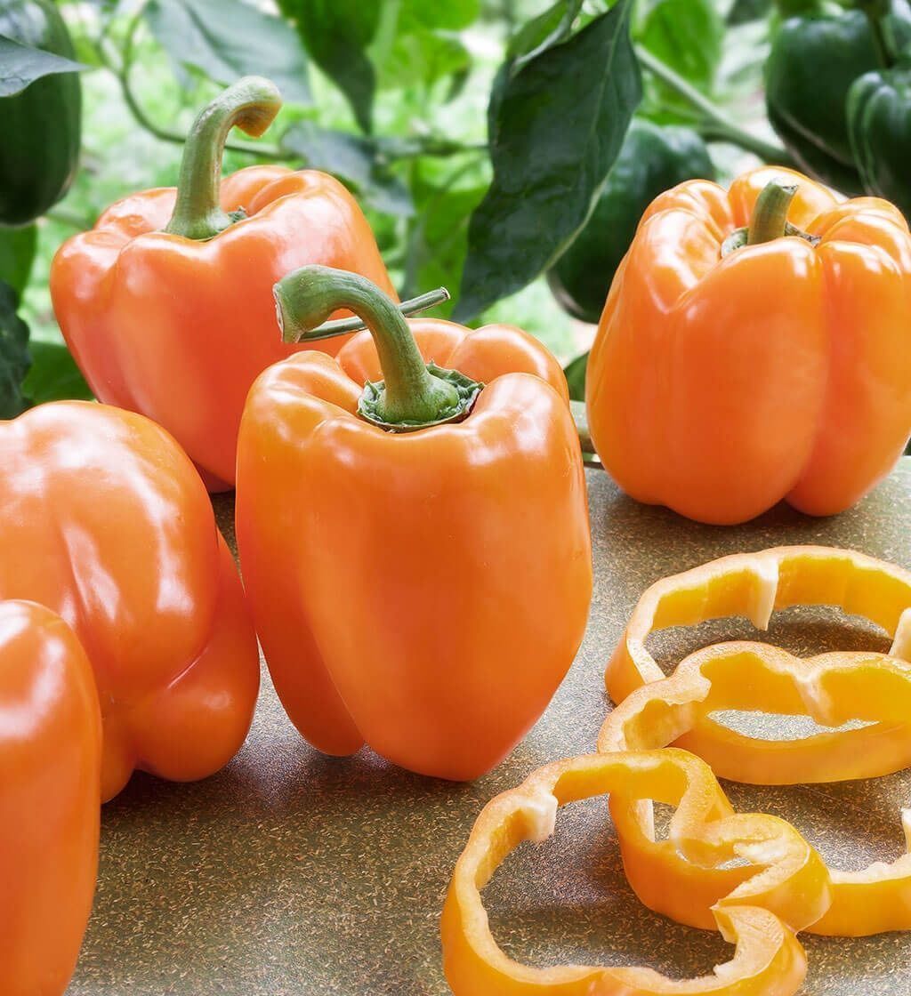 Piante & sementi: 30 Samen Paprika REWIA Orange – Nuovo (secondo la descrizione) da Ehrendingen venduto da VerveinaSamen 3