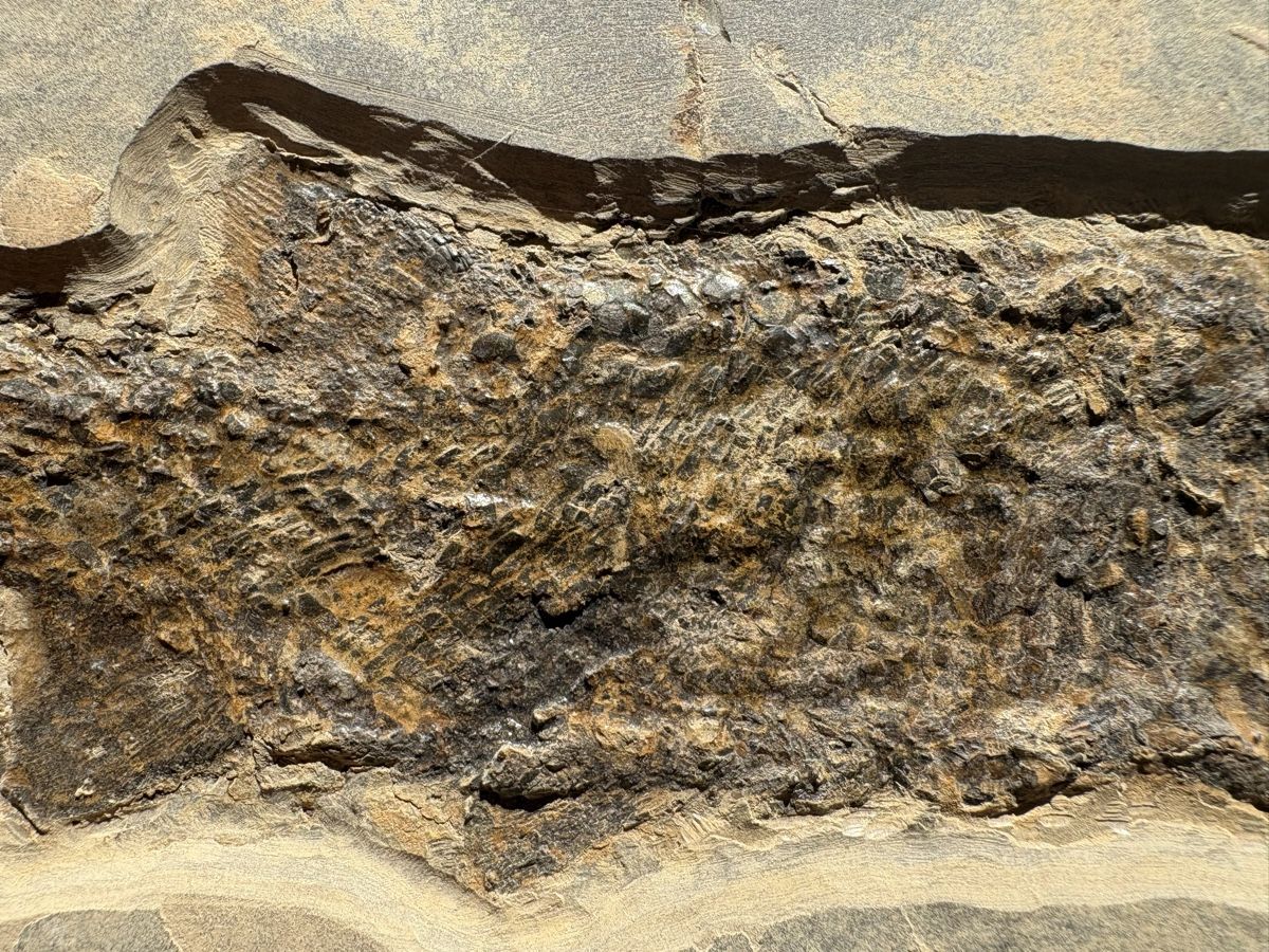 Fossilien: Fossiler Fisch – Gebraucht aus Biel/Bienne von nimmes 2