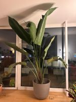 Strelitzie strelizia nicolai 260cm