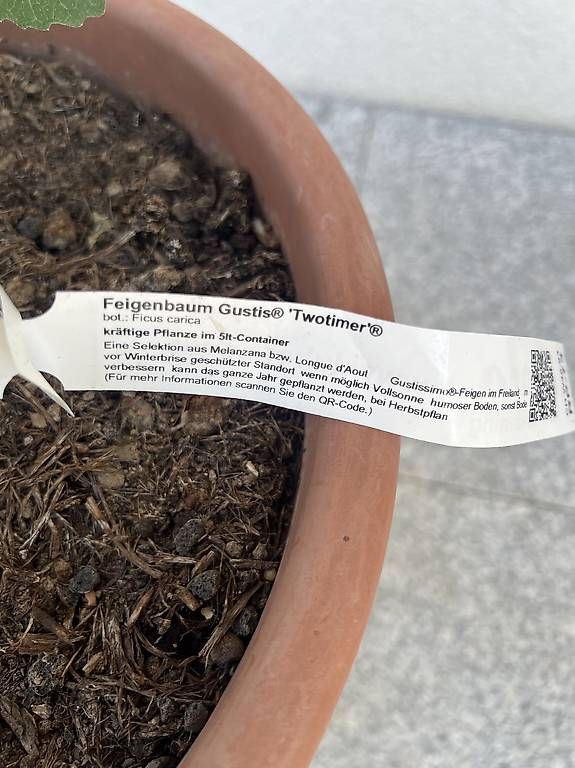 Piante & sementi: Feigenbaum im Topf – Usato da Riniken venduto da Rikaner 1