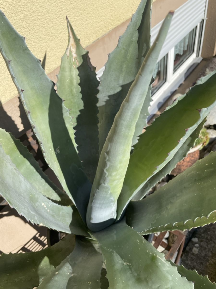 Pflanzen & Samen: Agave – Neu (gemäss Beschreibung) aus Veltheim AG von Bibi1946 5