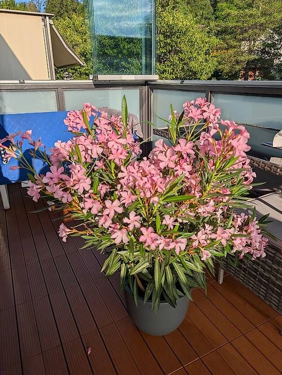 Pflanzen & Samen: Pflanze Oleander ca. 1meter Blüme – Gebraucht aus Frauenfeld von Yuriy 1