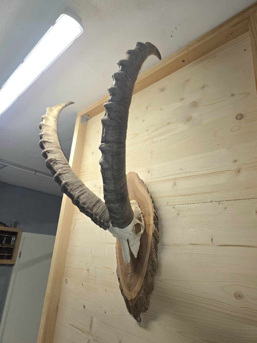Altre raccolte & rarità: Steinbock aus Graubünden – Usato da Trimmis venduto da leonidas3